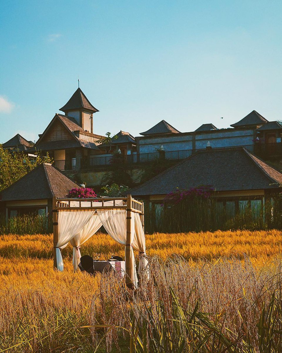 sukabali_'s tweet photo. How about a romantic early dinner on the golden rice field? 🌾
#Repost @foodventurer_ at Desa Visesa Ubud
.
@suka_baliid https://t.co/JZeBOq2FFC