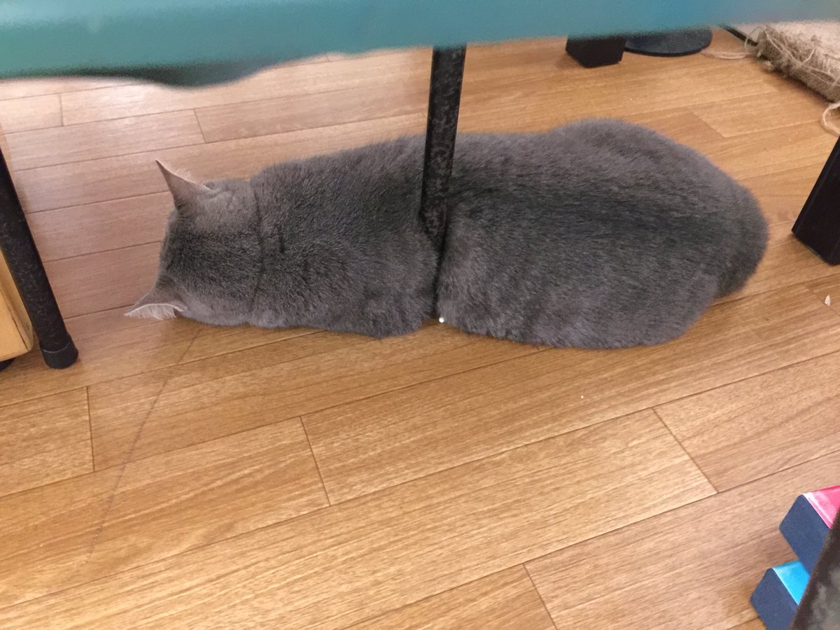 うちにも猫の幼虫いるし、めり込んでるよ』各地で続々と猫の幼虫の発見が報告される「検索したら幸せな気持ちになった」 - Togetter