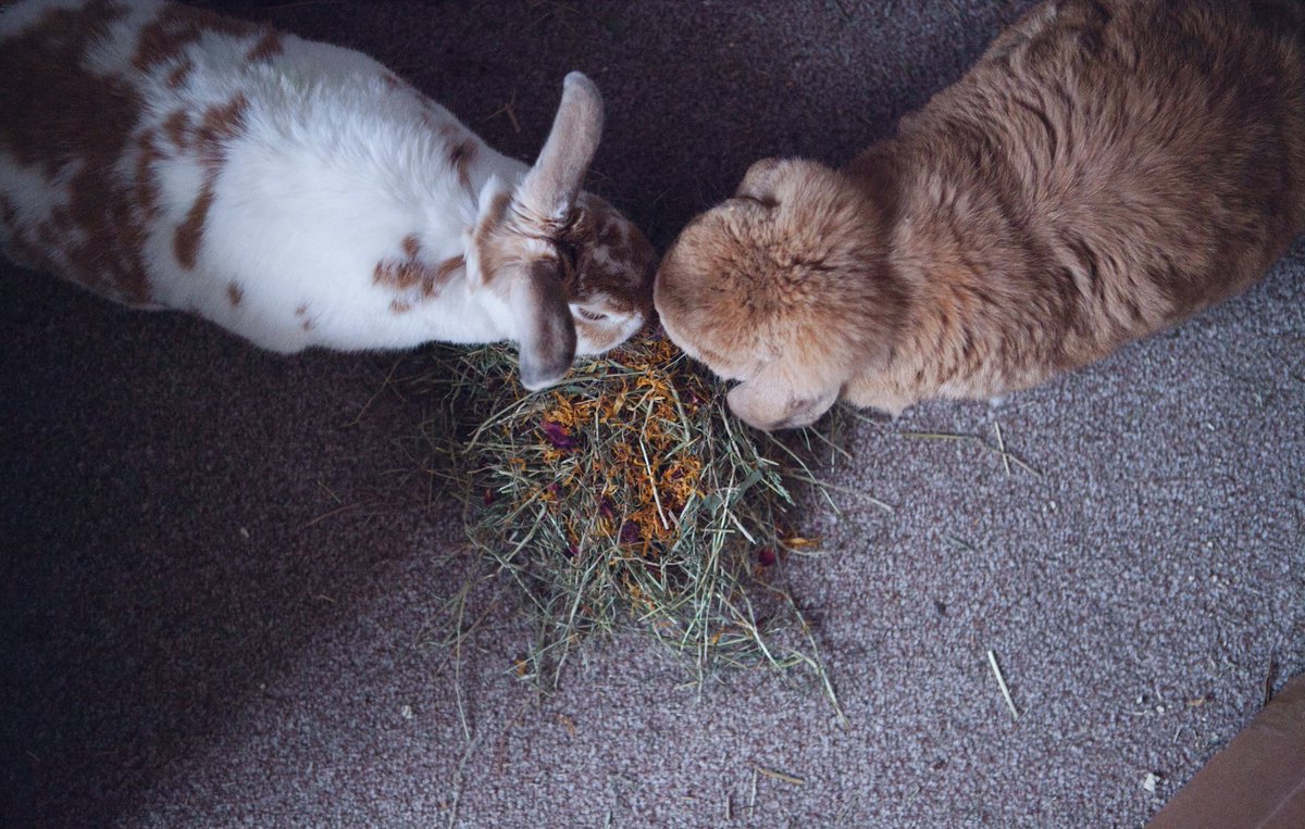 CrateCarrot's tweet photo. Have you seen our new Carrot Crate Hay Garnish? This autumn treat is a great addition to your buns hay, ours go crazy for this treat! Shop Now: https://t.co/dPiuPgBK5m
#rabbittreats #rabbit #bunnytalks #pettreats #Subscriptionbox https://t.co/OzEwfjARBI