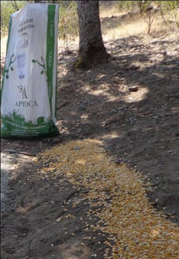 Ponemos a su disposición diferentes materias primas como complemento en la alimentación de las especies cinegéticas.
Maiz a granel: 0,2212 € - Maiz en saco: 0,2380 €. Pídanos presupuesto puesto en finca en el tel.: 926 23 20 29. gestiondecotos.com/piensos/maiz/