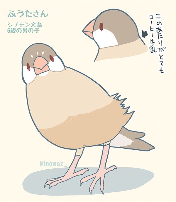 毎日お世話するたびに不思議な色だなあと思ってみています。シナモンさんの背中はふわふわの茶色で、珈琲の香りがしてきそうです。
#buncho #javasparrow #文鳥 