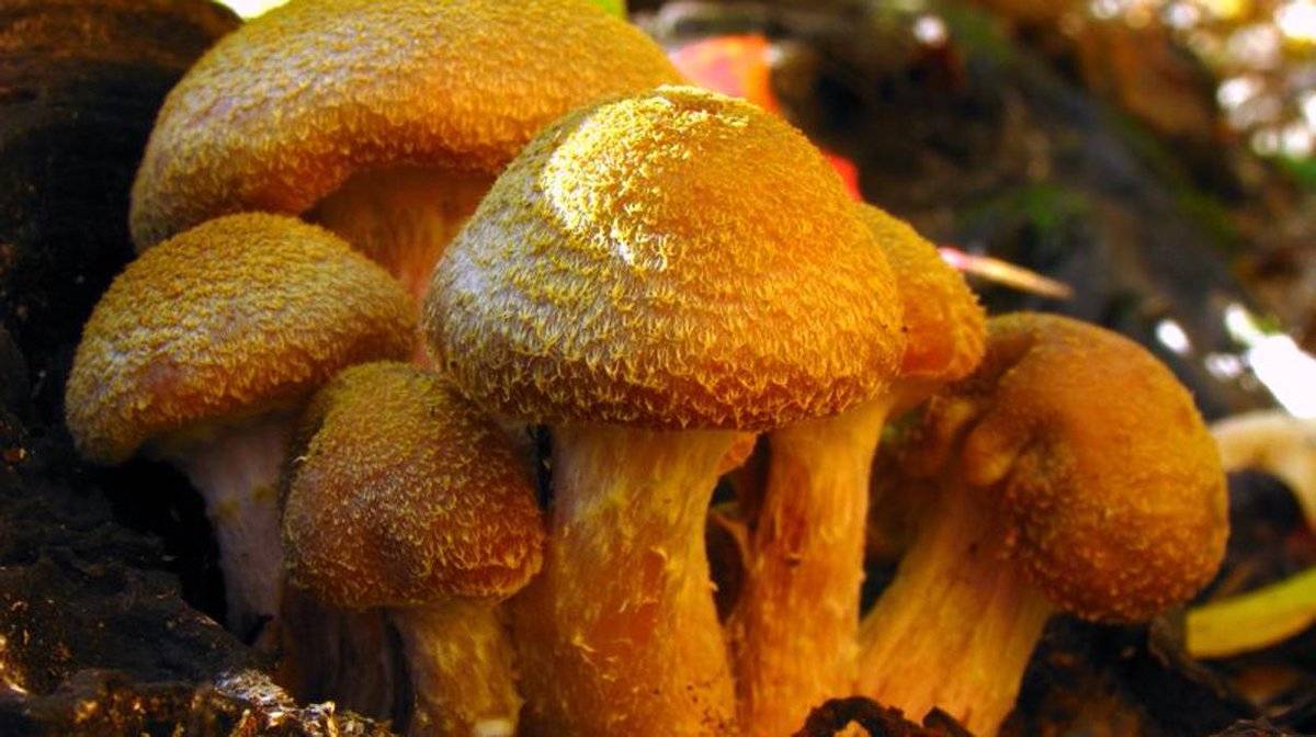 Este hongo de 2.500 años ocupa casi lo mismo que el Vaticano goo.gl/91QSk4