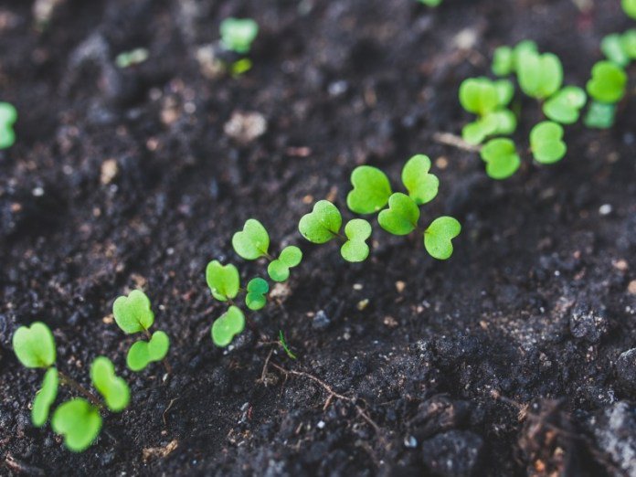 Alsagarden's tweet photo. Les bonnes #graines -> Test de #germination, mode d’emploi ! Parfois oubliées dans votre #grainothèque personnelle, plusieurs années, vous vous demandez si vos #semences sont encore bonnes ? Cet article est fait pour vous : https://t.co/rhgGPjr8nK #BlogAlsagarden #BonnesGraines https://t.co/DpbNlayHmF