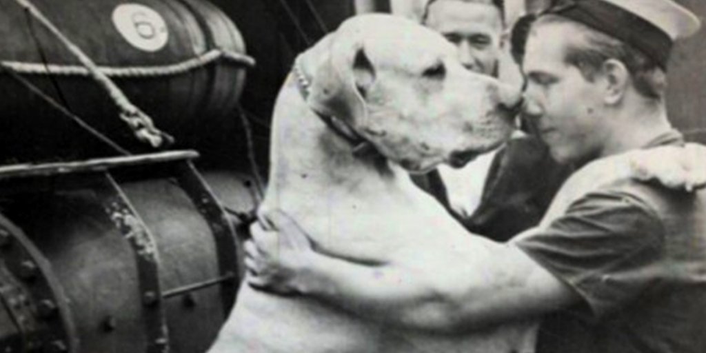 LongStreetHotel's tweet photo. #WowFactWednesday: If you're a dog lover, you have probably heard the story of Just Nuisance - The famous statue at Cape Town's Jubilee Square in Simonstown.
#capetown #longstreethotel #mothercity #views #justnuisance #simonstown #jubileesquare #history #capehistory https://t.co/hH3MB0zAxz