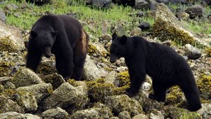 Canada: A Year in the Wild - Its Spring <a href="/channel5/">Edd Dawson</a>  Thursday 8pm with #PostProduction from <a href="/filmsat59/">Films at 59</a>  <a href="/TigressTV/">Tigress Productions</a>