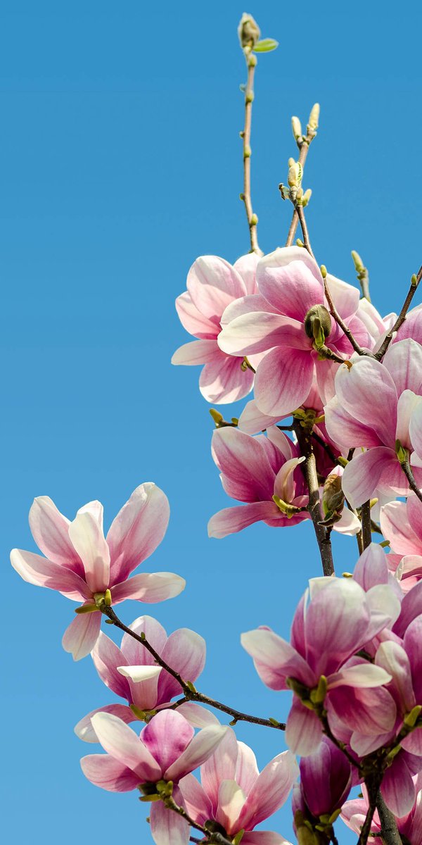 💘Loveflowers🥀 (@loverosehy) on Twitter photo 