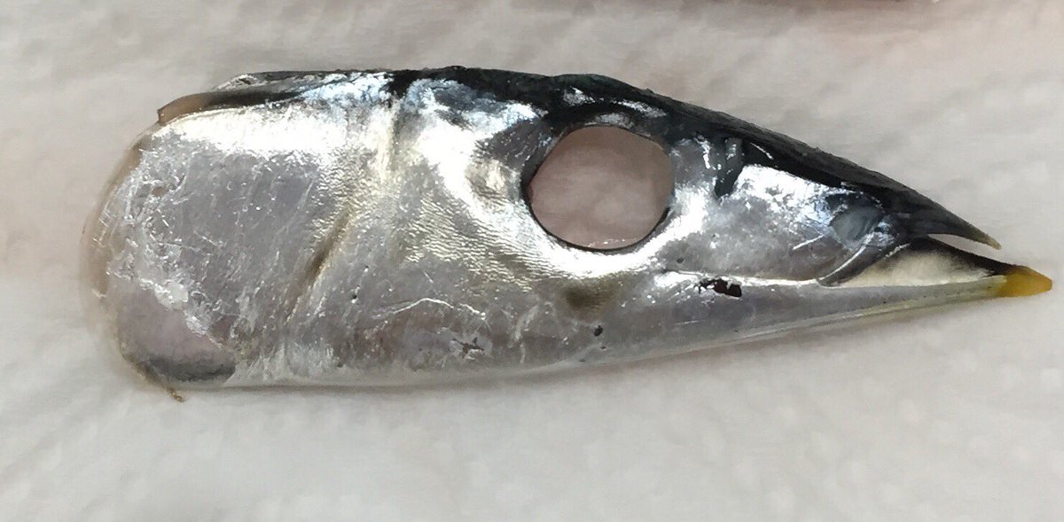6767Kei's tweet photo. 今年は秋刀魚を良く食べてます。(^_^)

ルアー用の剥製パーツのストックも増えてきました。

脂分と肉をしっかり落として良く乾燥させるとパーツが完成します。

#秋刀魚ルアー  #剥製ルアー #ハンドメイドルアー https://t.co/TCEaFffNsi