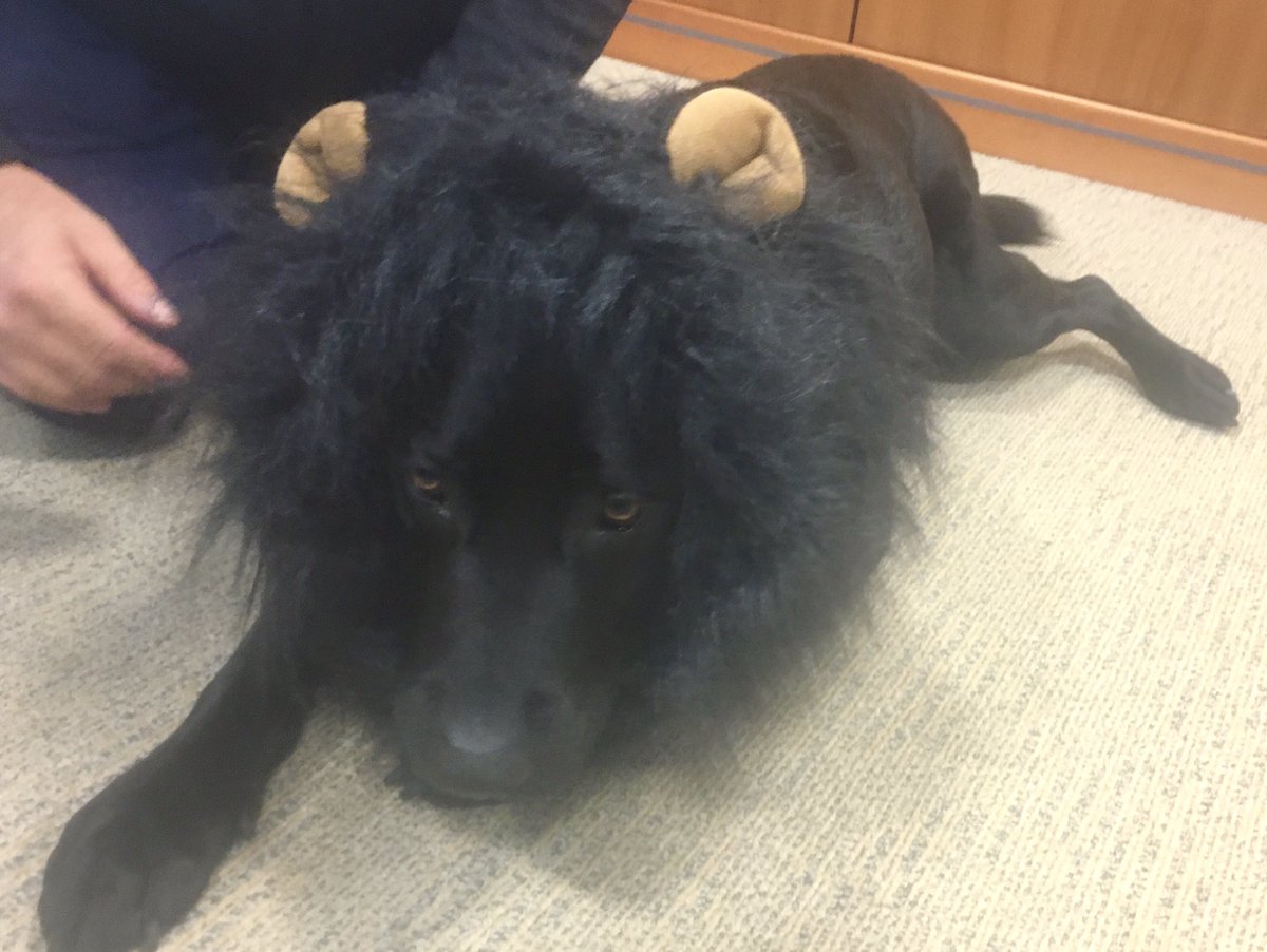MoginieJamesUK's tweet photo. Over the weekend our head of PR (pet relations) Ted developed a new look, here is a rare sight of this magnificent beast; introducing The Black Lion. ๐ฆ๐โค๏ธโ๏ธ #blacklabrador #pr #stronghairgame https://t.co/zNuAGyOYVC