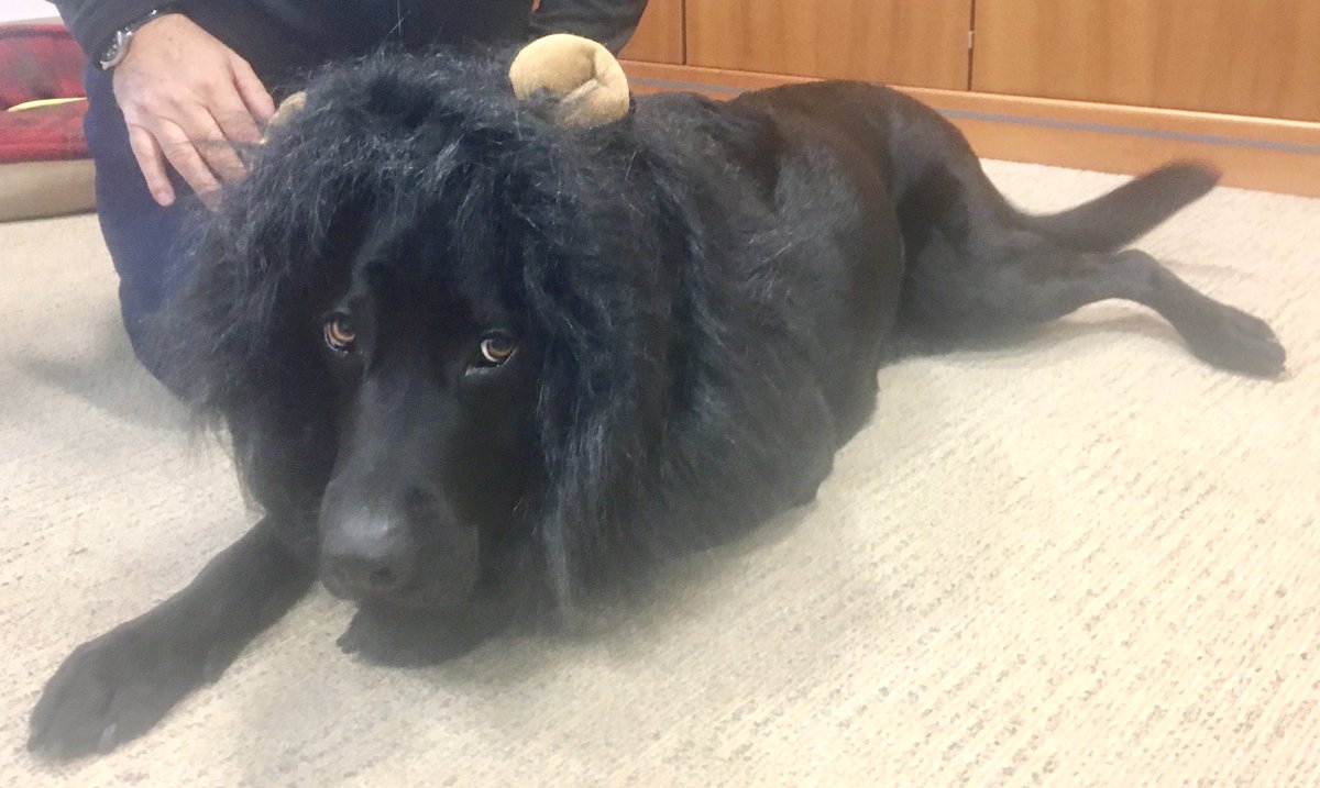MoginieJamesUK's tweet photo. Over the weekend our head of PR (pet relations) Ted developed a new look, here is a rare sight of this magnificent beast; introducing The Black Lion. ๐ฆ๐โค๏ธโ๏ธ #blacklabrador #pr #stronghairgame https://t.co/zNuAGyOYVC