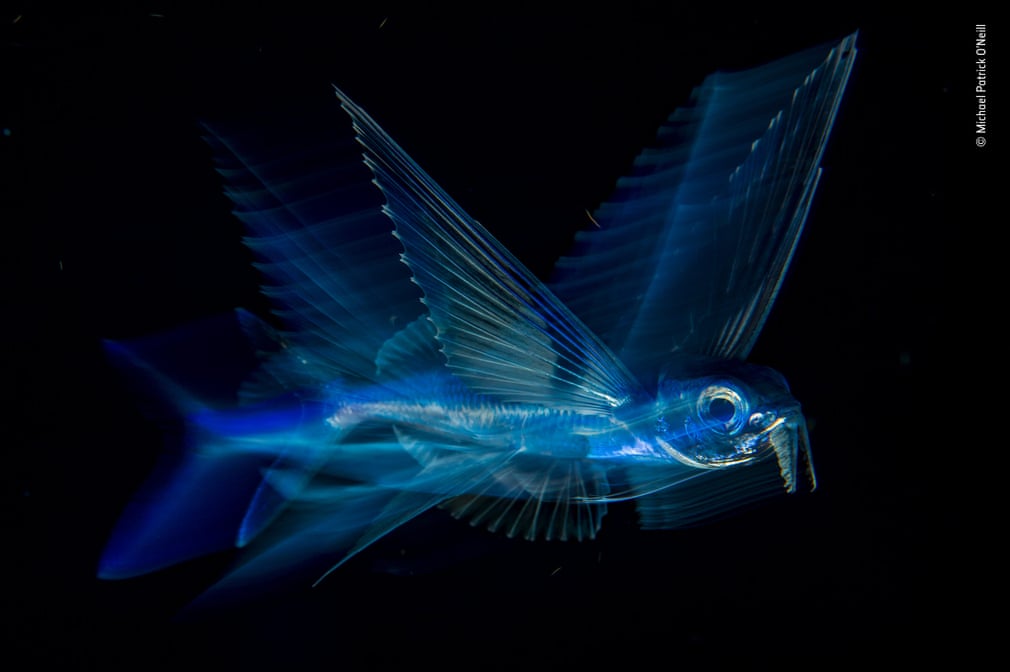 WildlifeDay tweet picture