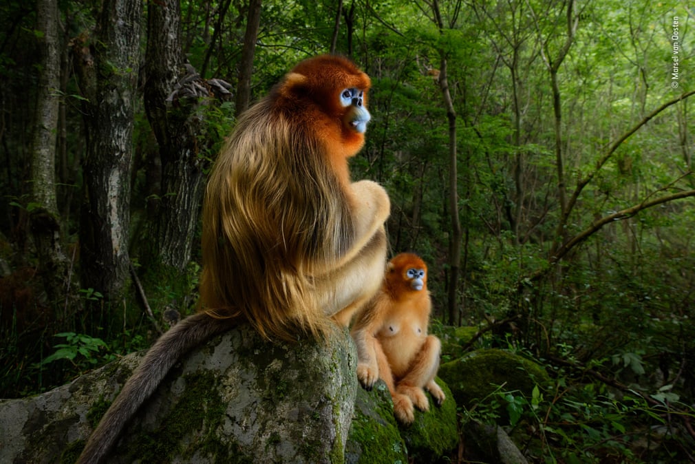 WildlifeDay tweet picture