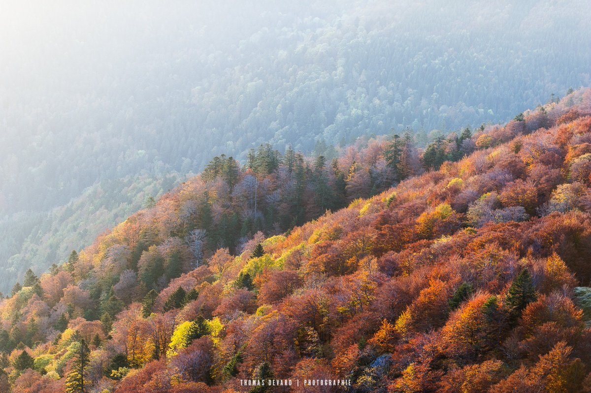 thomasdevard's tweet photo. Des couleurs magnifiques en cet automne estival
#vosges #jevoislavieenvosges #alsace #automne #nisi https://t.co/3SK4W8Hk6t