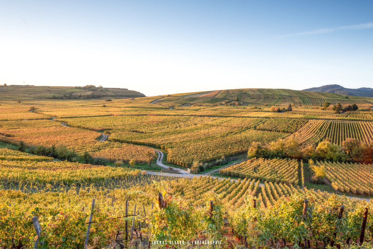 thomasdevard's tweet photo. Des couleurs magnifiques en cet automne estival
#vosges #jevoislavieenvosges #alsace #automne #nisi https://t.co/3SK4W8Hk6t