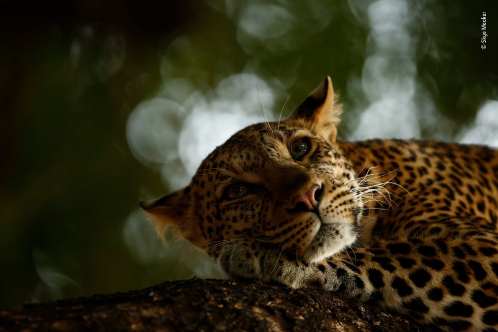 WildlifeDay tweet picture