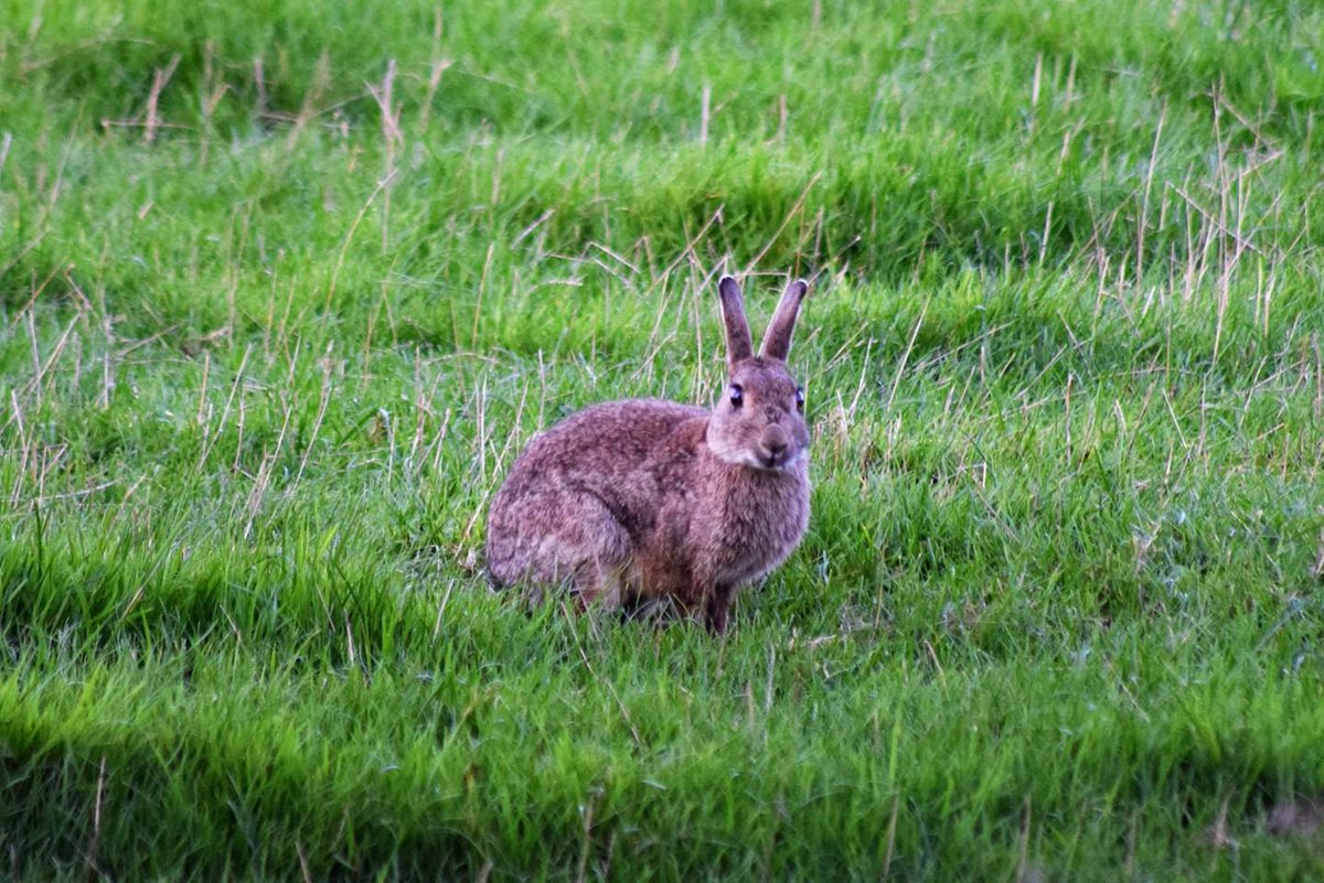 nealesmithworld's tweet photo. Rabbit #rabbbit #Bude #budecanal #Cornwall @Britnatureguide @wildlife_uk @WildlifeTrusts @wildlifenet @NatureUK @iNatureUK @Team4Nature https://t.co/r8Yt1KgRGO