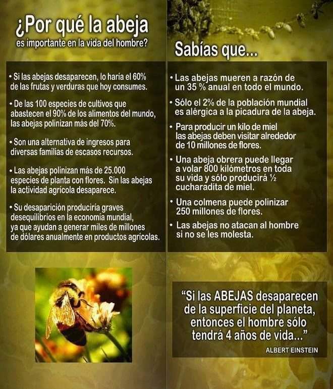 BernardoMarinV's tweet photo. ¿Por qué la abeja es importante en la vida del hombre? Te lo habías preguntado? Ahora puedes saberlo... #ConActitud #LeerEsBueno #Abejas #BMVS https://t.co/xmaGzo7nf9