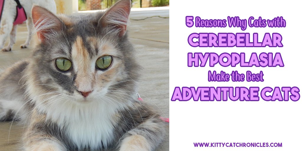 I love all #AdventureCats, but adventure cats with special-needs like cerebellar hypoplasia hold a special place in my heart! Today's post is all about why they make the BEST adventure cats! :D  >>bit.ly/2pTiKVo<<
#WobblyWednesday #cerebellarhypoplasia #specialneeds