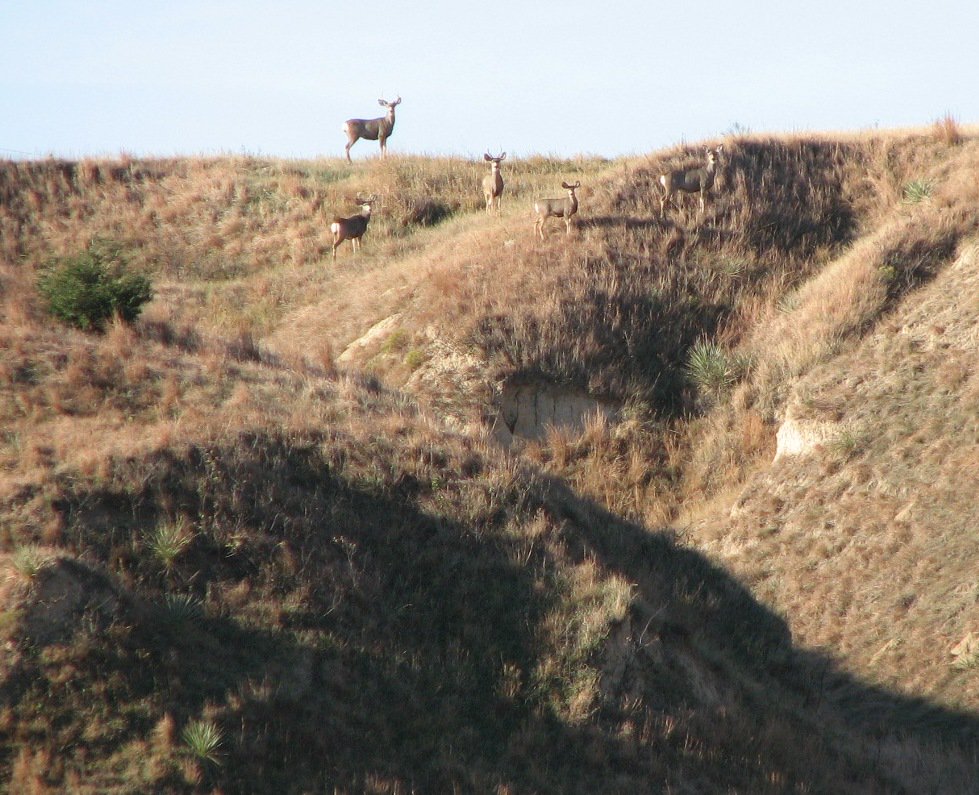 Lashley Land (LashleyLand) Twitter