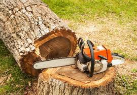 Arlene_the_Tree's tweet image. Chainsaws Are Coming!  Permits approved to cut down 84 healthy Shelterbelt Trees in Jersey City can be revoked.  Help call NJ Gov Murphy 609-292-6000. Urge him to step in &amp;amp; stop destruction of this environmental resource and wildlife habitat.  #trees #treespeech #sustainablejc