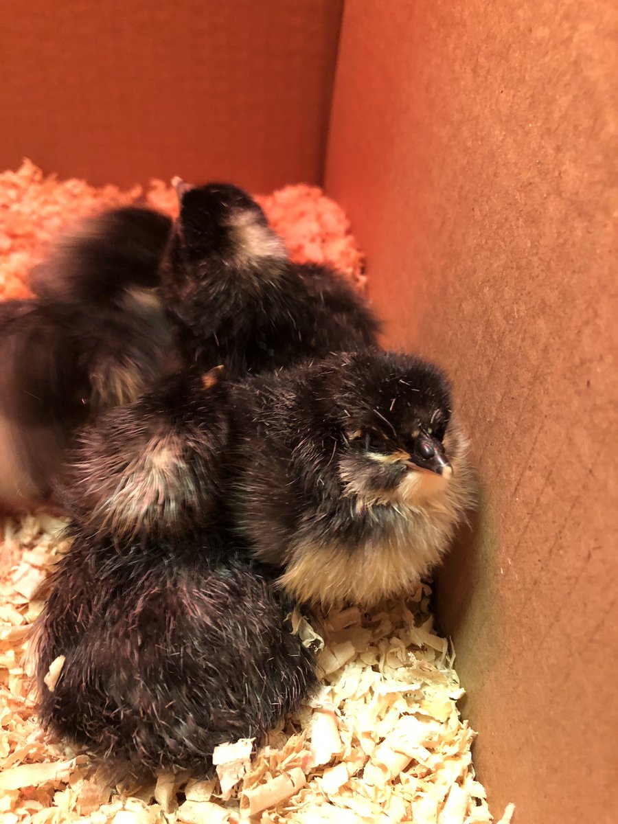 JulieC8466's tweet photo. I really, really ❤️ our Eagles! But today, I 💙 our newborn baby chicks! Living Science! #PowerWalkMoment #BestYearYet #EisenhowerStrong #Zone1derful https://t.co/IkrGCcJ0fI