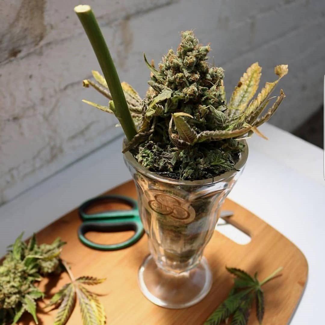 HighHeatExtract's tweet image. Cannabis helps regulate body weight, it only makes sense that it would help prevent and regulate Diabetes. Again, you can thank the herb’s ability to regulate insulin production for this medical breakthrough.

#Cannabis #MarijuanaMovement #stayfaded #stressfree #MedicalMarijuana