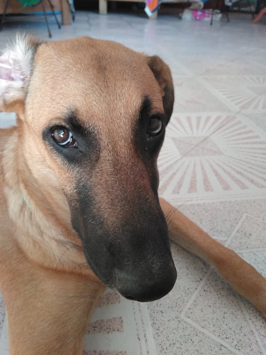 Penelophe11's tweet photo. Mi oso,siempre bien serio https://t.co/kBxNwl4I67