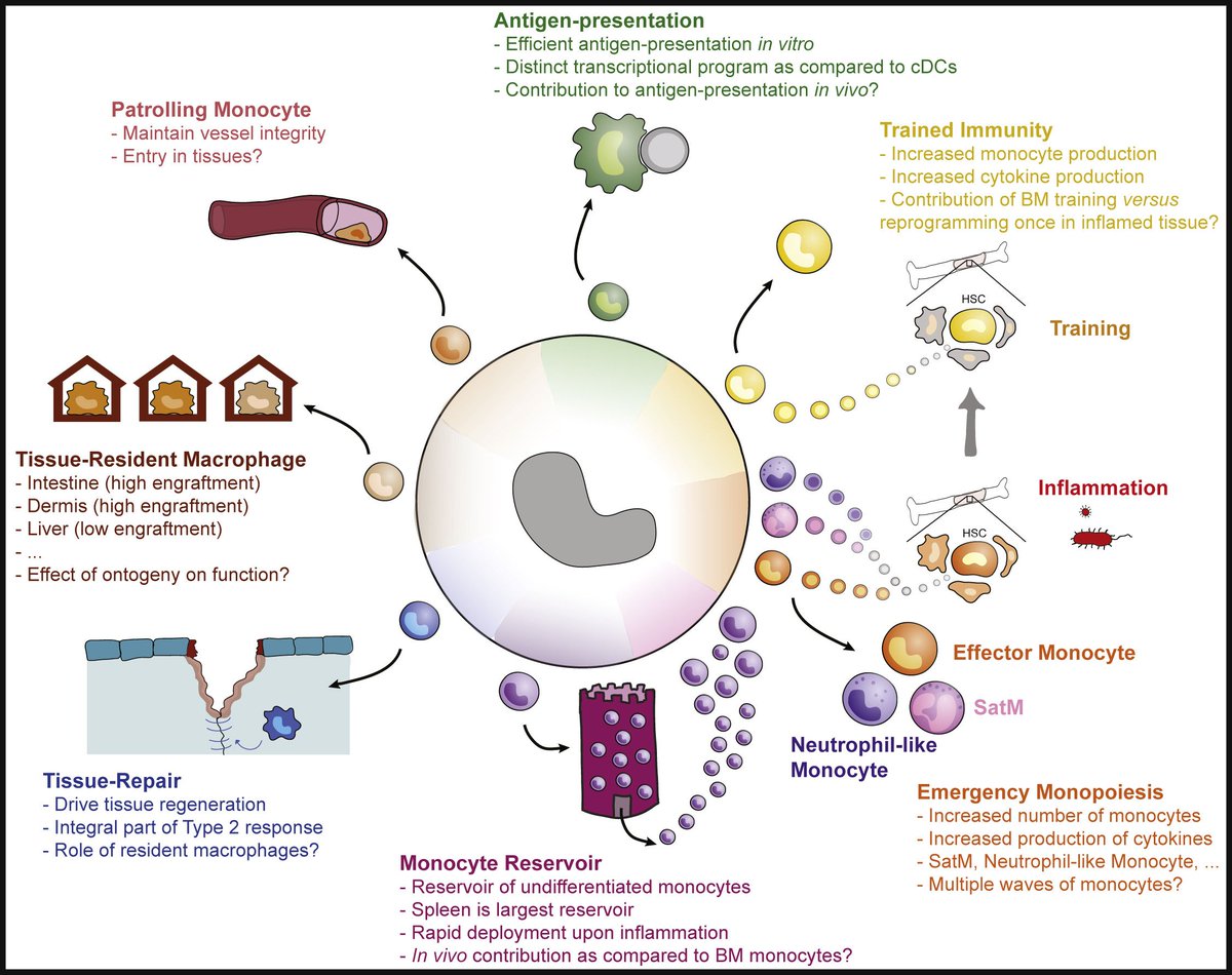 Mcheyzer Williams On Twitter Monocytes Developmental - 