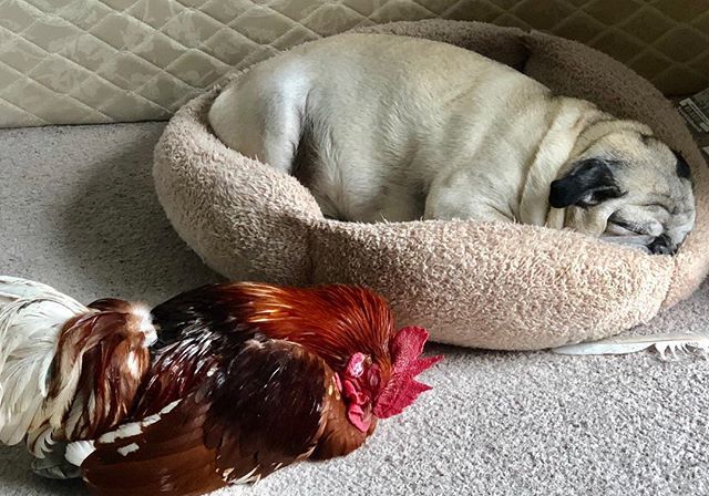 pbliztherooster's tweet photo. Late morning naps are the best. #pug #possum https://t.co/Y0Bs9kMmiS https://t.co/jk2L9tf6bN