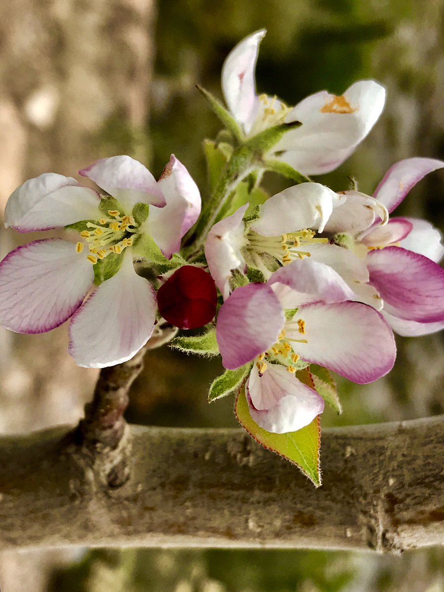 هذه الصورة تختزل كثيرا من المعاني فأنتي أيتها المرأة ذلك العود الأخضر الذي يتحمل الكثير لكي تزهر حياتنا بهجة ونظاره وتفوح حياتنا بروائح الحب والسعادة فلكي أيتها المرأة كل الود والإحترام وزادك الله عزة ورفعة#يوم المرأة العمانية#🌹🌹🌹