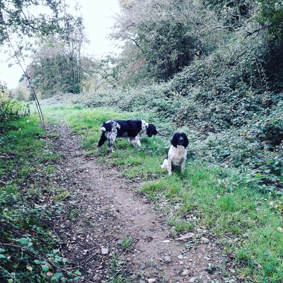 risburyrapeseed's tweet photo. Busy week but we're never too busy for these two! #dadsdogs #walkies #itsadogslife #fittingitin https://t.co/yVK6mmtOFK
