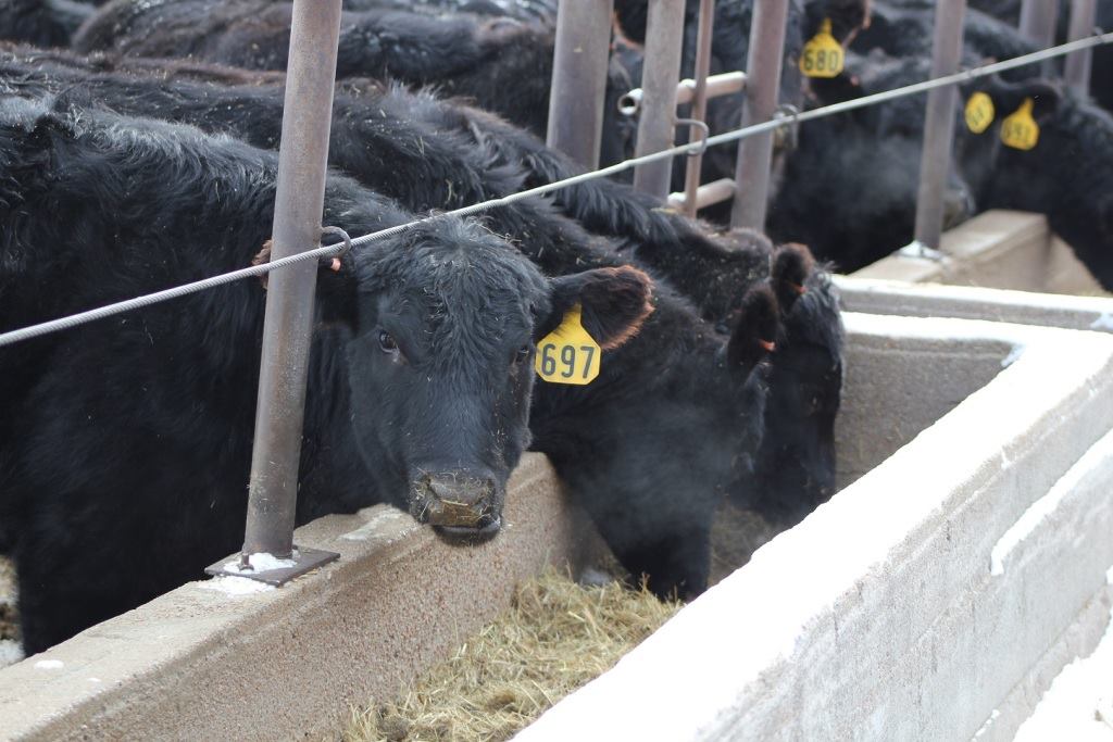 Farm Journal On Twitter Is The Beef Industry More About