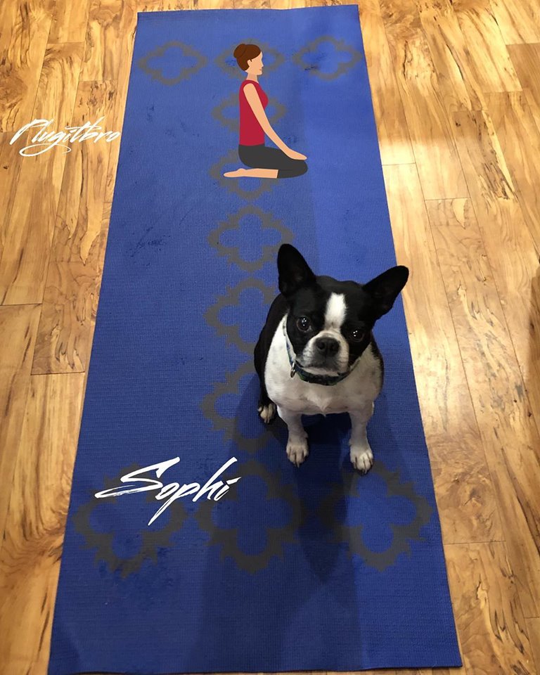 plugitbro's tweet photo. #doglife #bostonterrier #sophi #ready #for #that #workout #dogyoga #yoga #yogafan #yogalover #dogphotography #bostonterrierlove #bostonterriergram #summertime #goodtimes #enjoylife #dontworrybehappy #plugitbro #latenight #his #hers #woodfloors #yogamat #mountains #hiking https://t.co/Jq6g7jPS00