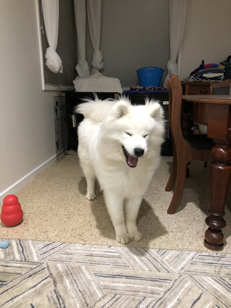 HuxleySamoyed's tweet photo. Dear Diary: Day 181. Does anyone else have long standing issues with the dryer/blower? Or is it just me? 🌬💨🌪

#dryer #industrialstrength #grooming #blower #nofilter #dogshow #dogshowlife #pageantlife #showdogs #teamahzu #ahzupuppies #ahzusamoyeds #dogsoftwitter #twitterdogs https://t.co/039XKoElxg