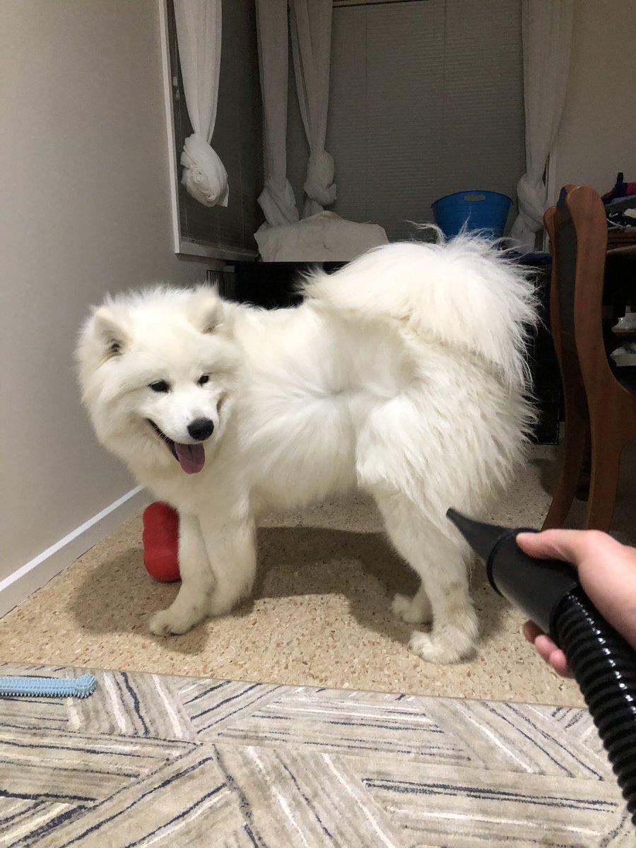 HuxleySamoyed's tweet photo. Dear Diary: Day 181. Does anyone else have long standing issues with the dryer/blower? Or is it just me? 🌬💨🌪

#dryer #industrialstrength #grooming #blower #nofilter #dogshow #dogshowlife #pageantlife #showdogs #teamahzu #ahzupuppies #ahzusamoyeds #dogsoftwitter #twitterdogs https://t.co/039XKoElxg