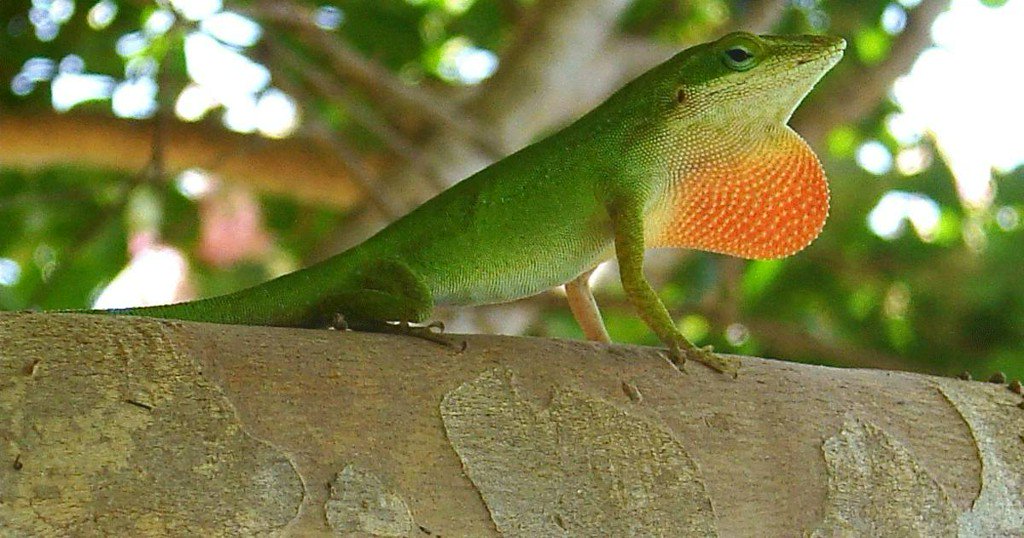 PopSci's tweet photo. Here's what's devastating Puerto Rico's insect populations—and the animals that eat them https://t.co/PVbcs73SW2 https://t.co/m0r5bhG1nc