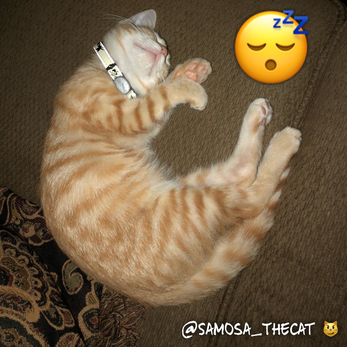Samosa_TheCat's tweet photo. π΄ #KittenSleeping #CatSleep #CatSleeping #SleepAllNight #SleepAllDay #NapAllDay #AllIDoIsSleep #SamosaTheCat #SamosaCat #TeamSamosa #SamosaLife #SamosaSwag #KittenSwag #Kitten #KittenLife #KittenSelfie #KittyLife #KittyCat #CuteKitten #Kitty #LoveKittens #OrangeTabby #KittyCat https://t.co/9wZGmxRdSP