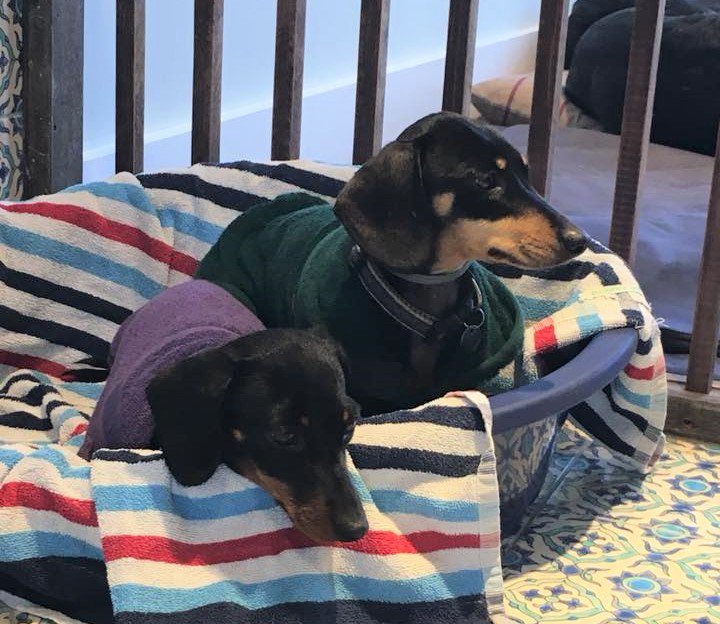 RuffTumbleCoats's tweet photo. AWWW, so CUTE!
Butler Sink Babes in the bath....
and snuggles after in their Ruff and Tumble Drying Coats.
What a life!
Thanks Alice :)
#dachshunds #sausagedogs #bathingdogs #dogdressinggowns #dryingdogs https://t.co/Bnop1mMrlo