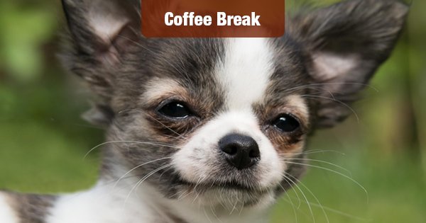 TodaysCU's tweet image. Move over big dog, this little pooch is coming through: #PopularDogs  #DogBreed newdaycreditunion.com/the-top-dog-br…