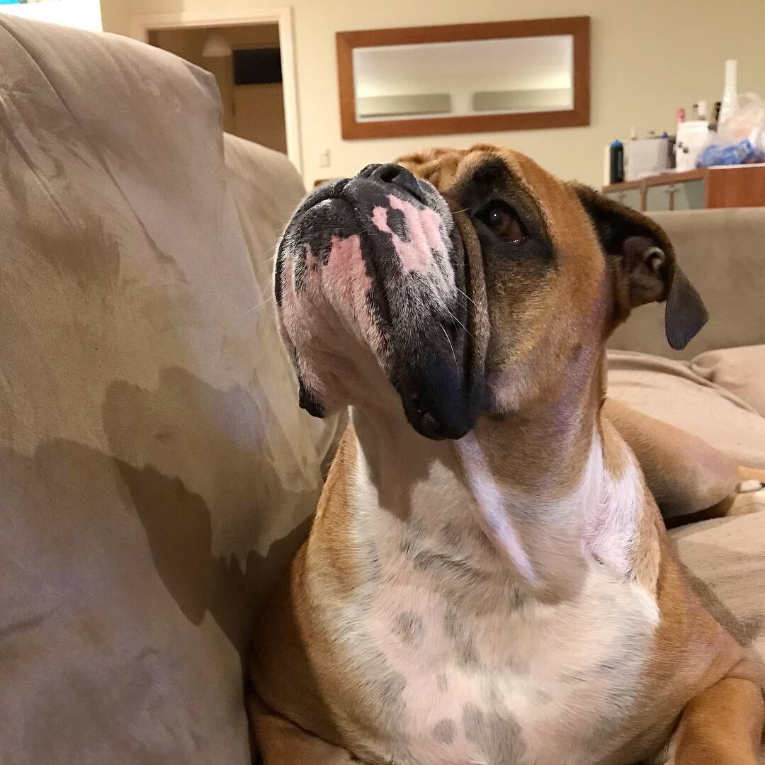 When your “little boy” is scared of the thunder. instagram.com/zero_jo_the_bu…