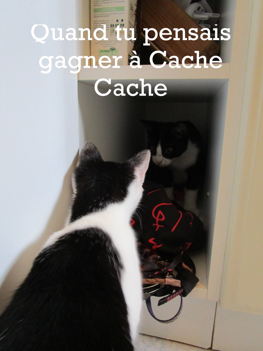 Humour Chat