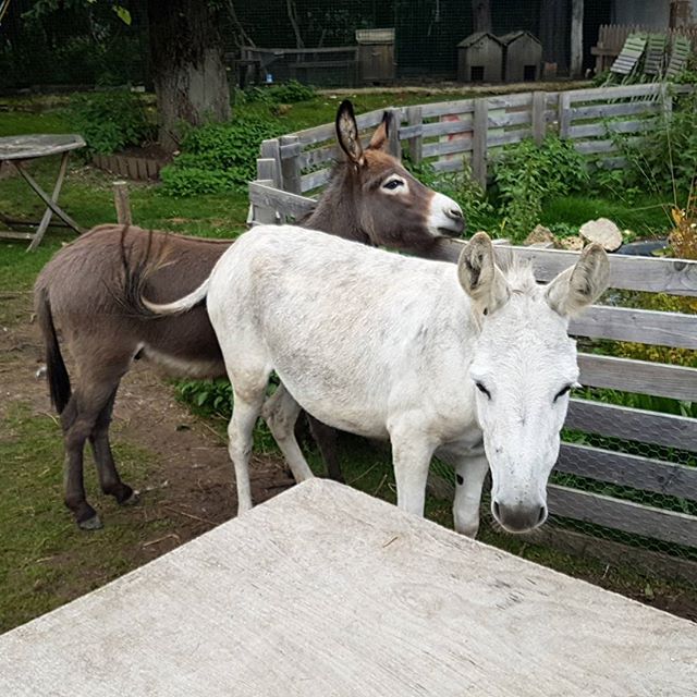 DonkeyLoversZon's tweet photo. #pinthetailonthedonkey #donkeybutt #donkeyface #bugaboodonkey #donkeylabel #donkey4life #assisdonkey #packdonkey https://t.co/R5WGNRr7Sh