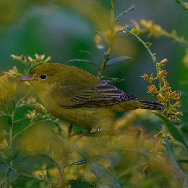 Butterflees's tweet photo. A Yellow Warbler trying to hide in some Goldenrod. #WarblerWednesday
.
.
.
#animalvegetablemineral #yellowwarbler #warbler #yellow #yellowbird #bird #birds #birding #warblers #birdwatching #goldenrod #hiding #inhiding #nature #beauty #tweet https://t.co/SZVZQUCoRp https://t.co/pR391snjHH