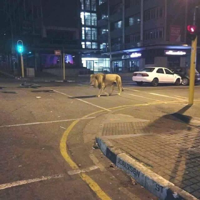 Ganjalegalizada's tweet photo. Eu tava fumando e vi esse cachorrinho sozinho https://t.co/UiFjbmoFZP
