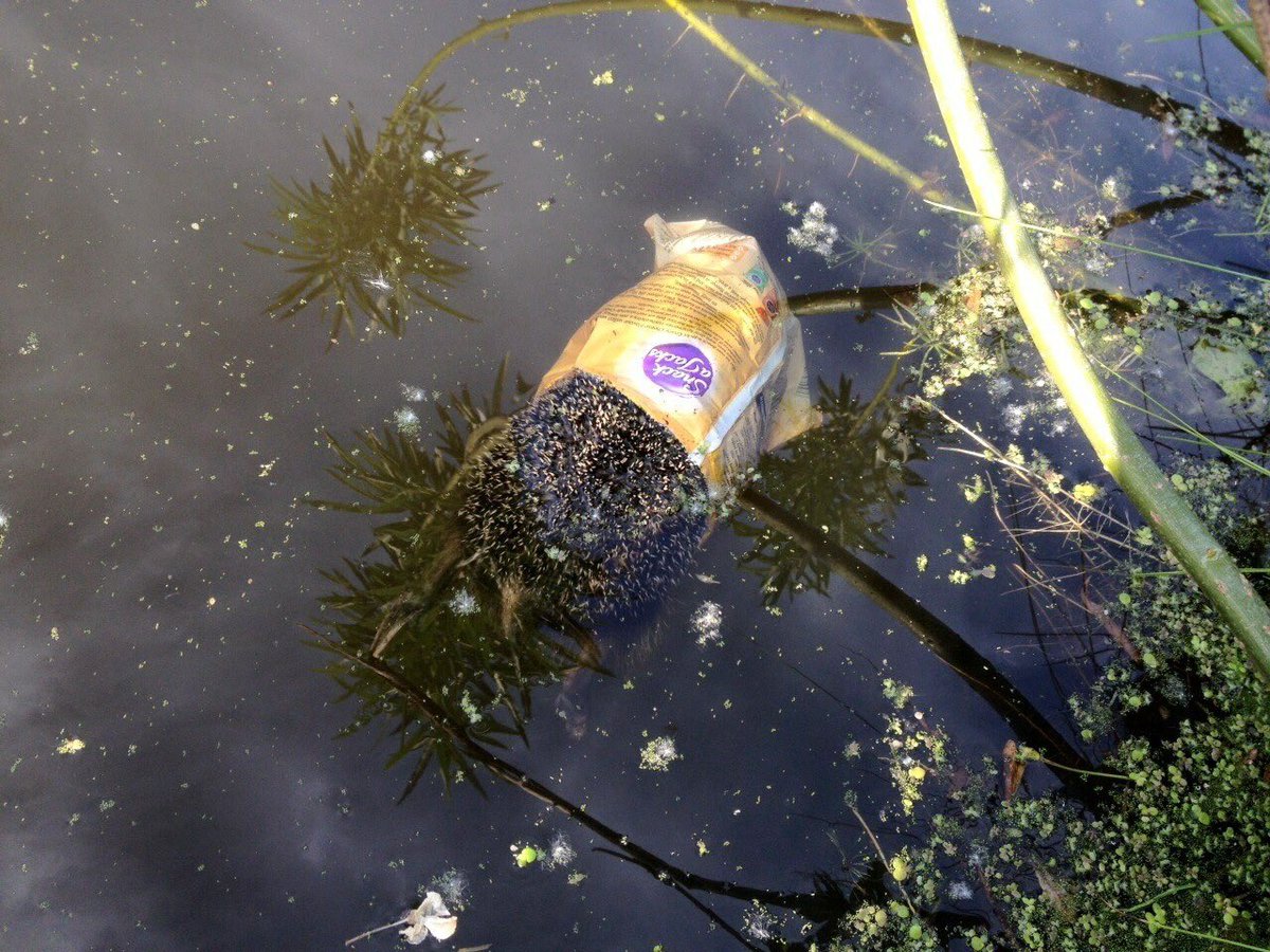 Arm egeltje....dacht even te Snack a Jacken en viel toen in de plomp en verdronk. Dat krijg je dus als je je troep niet achter je kont opruimt! (Foto DA Gouda) #zwerfie