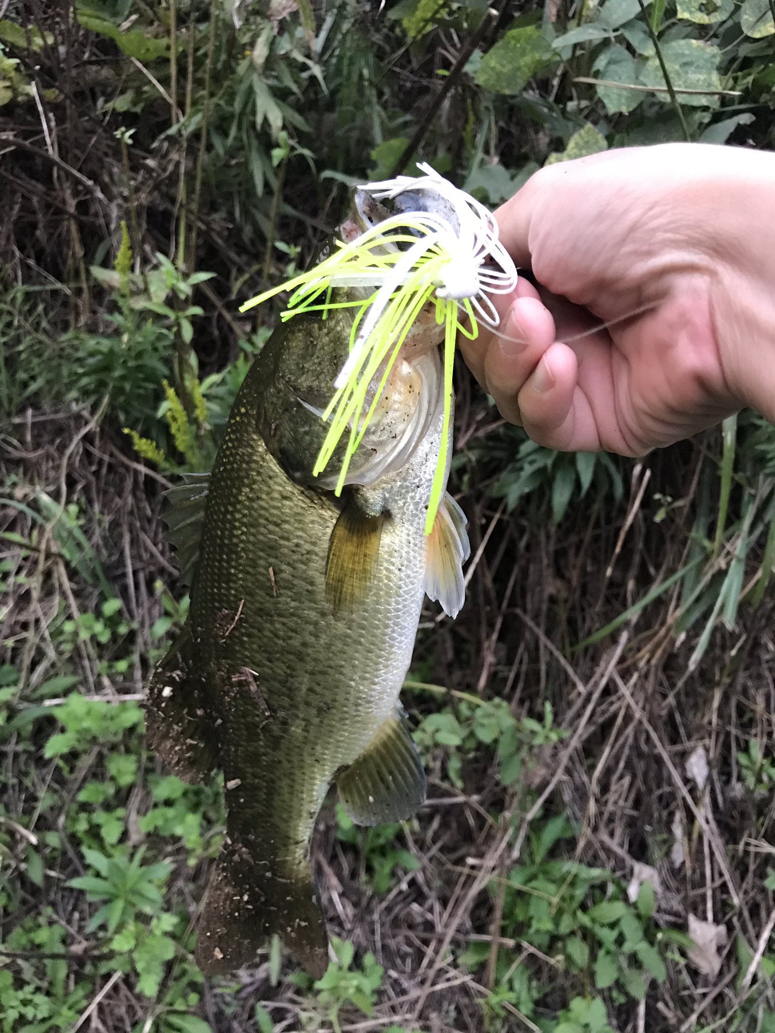 Shiki 釣り 大移動してダムへ 夕マズメにデカダッジを投げると 小型のバスがアタック ルアー変更し コンツアージグ1 4oz デッドグラスカラー パワーウィグラー4inch モツゴカラー をつけてジグスト 30くらいのバスを釣りました デプス コン