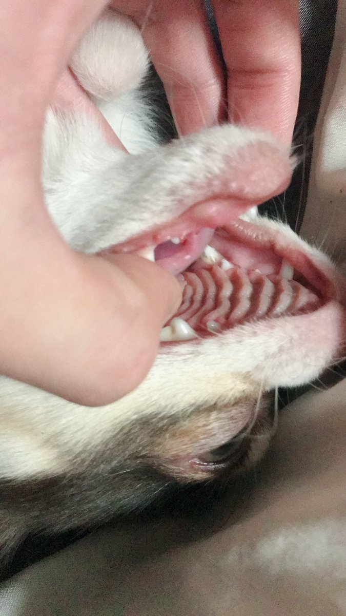 ryu46xxx's tweet photo. 🐶 https://t.co/8V6hkZMQLa