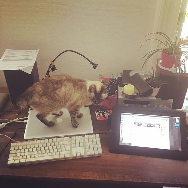 Grug's tweet photo. Nierk nierk nierk je t’ai bypassé le #chat #keyboard #cintiq #cat #workwithcat #macbookpro #mouarf https://t.co/jn4ofjUuSP https://t.co/EupybBc536