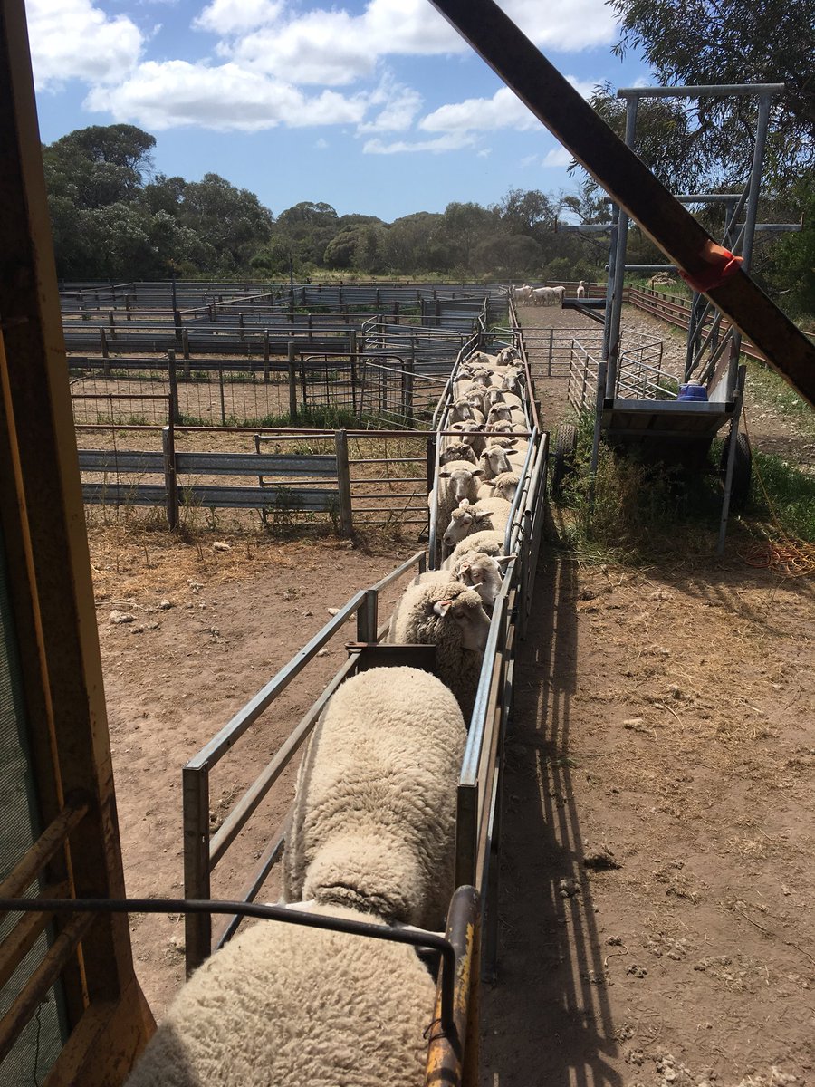 No shed, No worries, No dragging either, works well with shearing prime lambs.