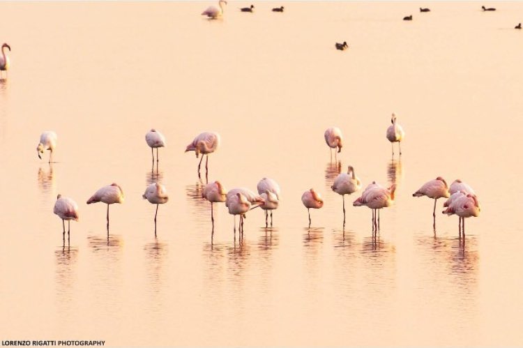amazing_italia's tweet photo. #Friuli is also this: meeting #Flamingos in Valle Cavanata and #Steinbocks on the Jôf Fuart. #Fauna and #Landscapes, make the trip unforgettable!
#animals #mountains #alps #nature #italy #europe #travel #snow #animal #pet @friuliamo @AnimalsLifeHQ @Ilfriulivenezia @animalIife https://t.co/yfOtkkGa5X