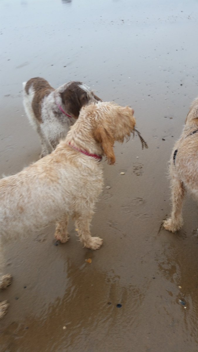 DogsBGood's tweet photo. Beach bums always a good day #spinoni #doggietales #dogsoftwitter https://t.co/fBN0qKTjUR